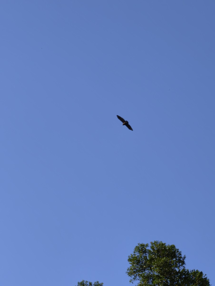 Crested Serpent-Eagle - ML646504418