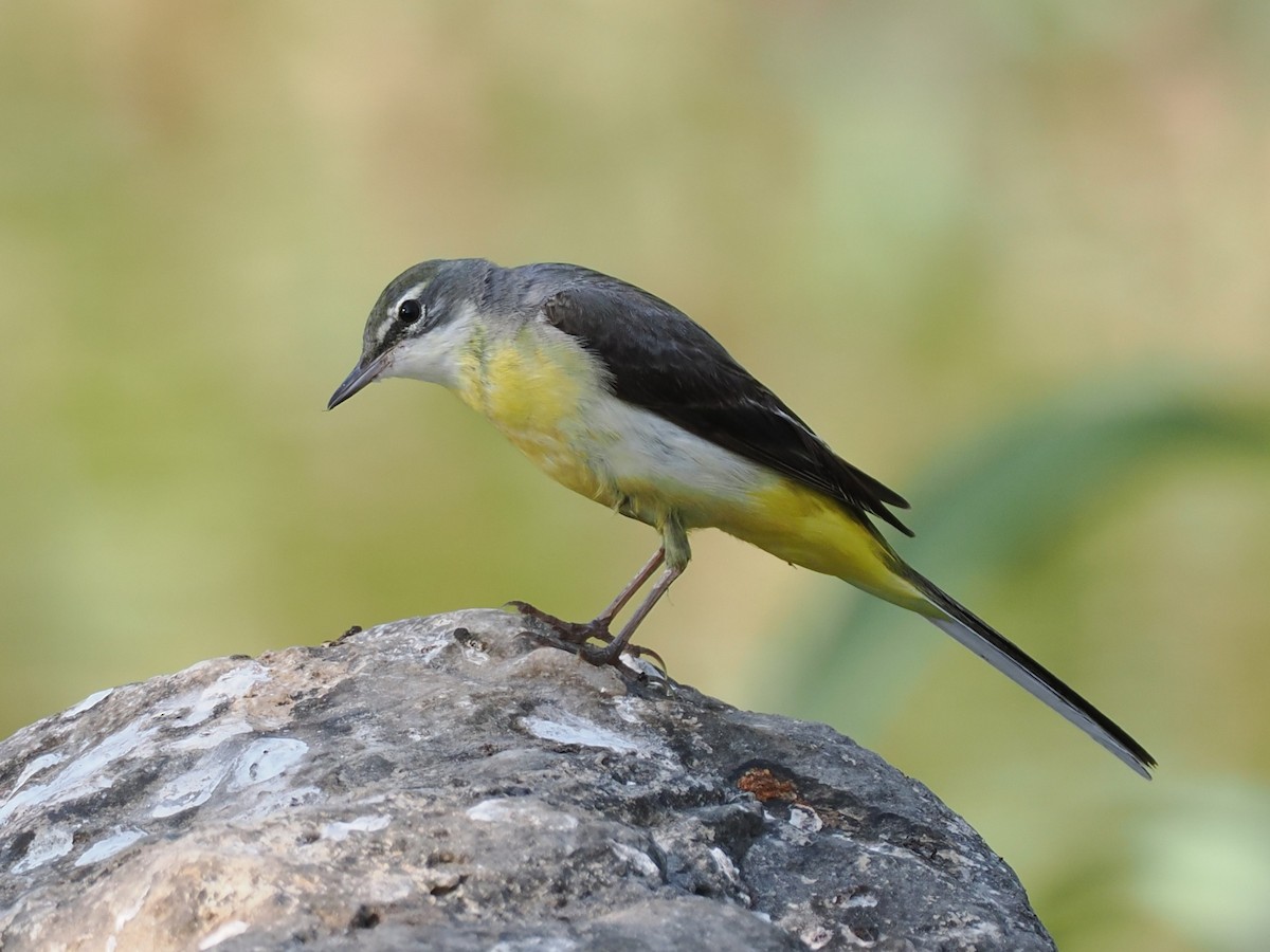 Горная трясогузка - ML646504419