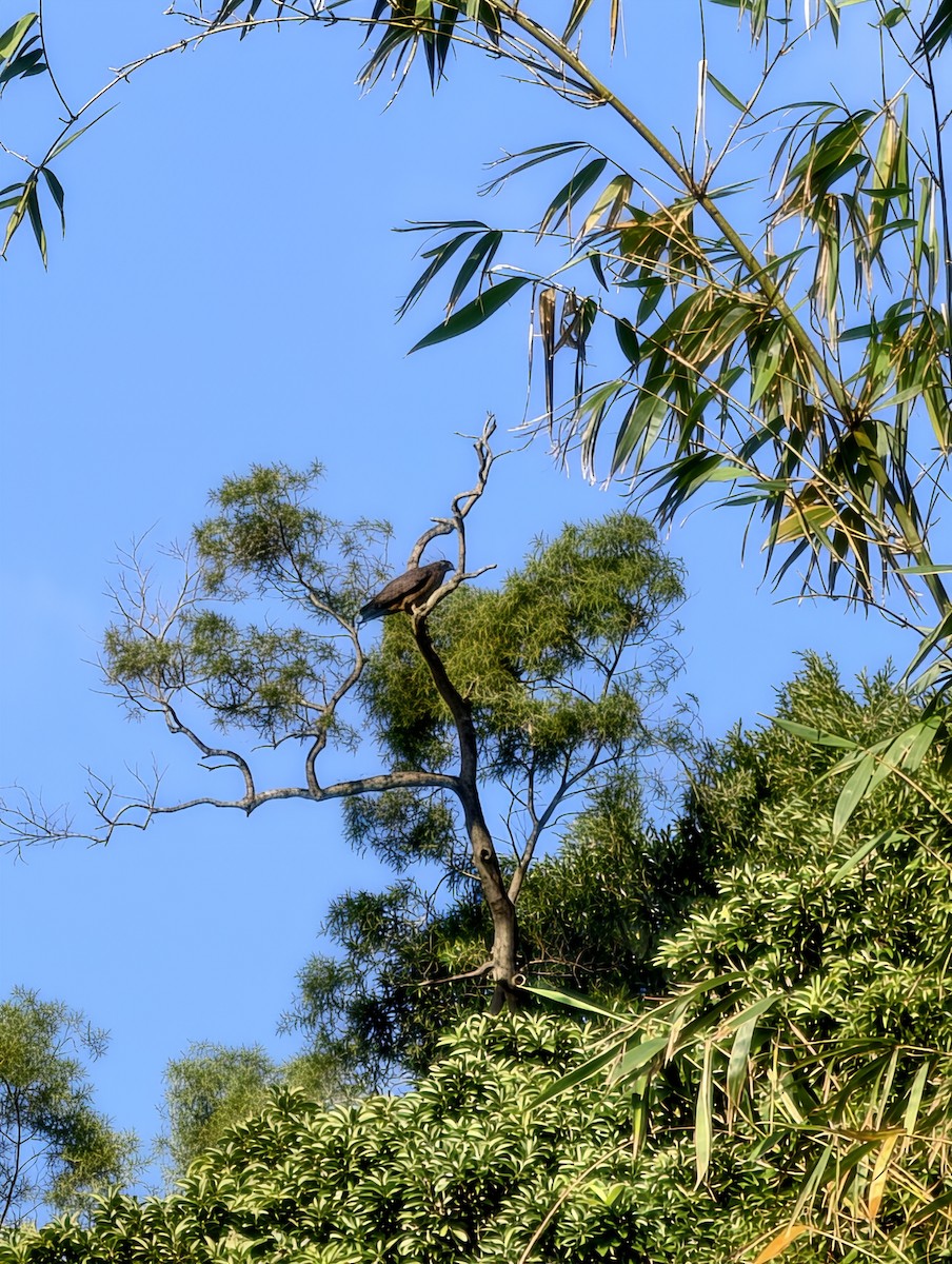 Crested Serpent-Eagle - ML646504420