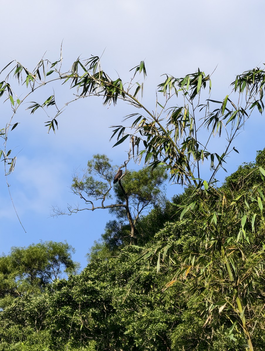 Crested Serpent-Eagle - ML646504421