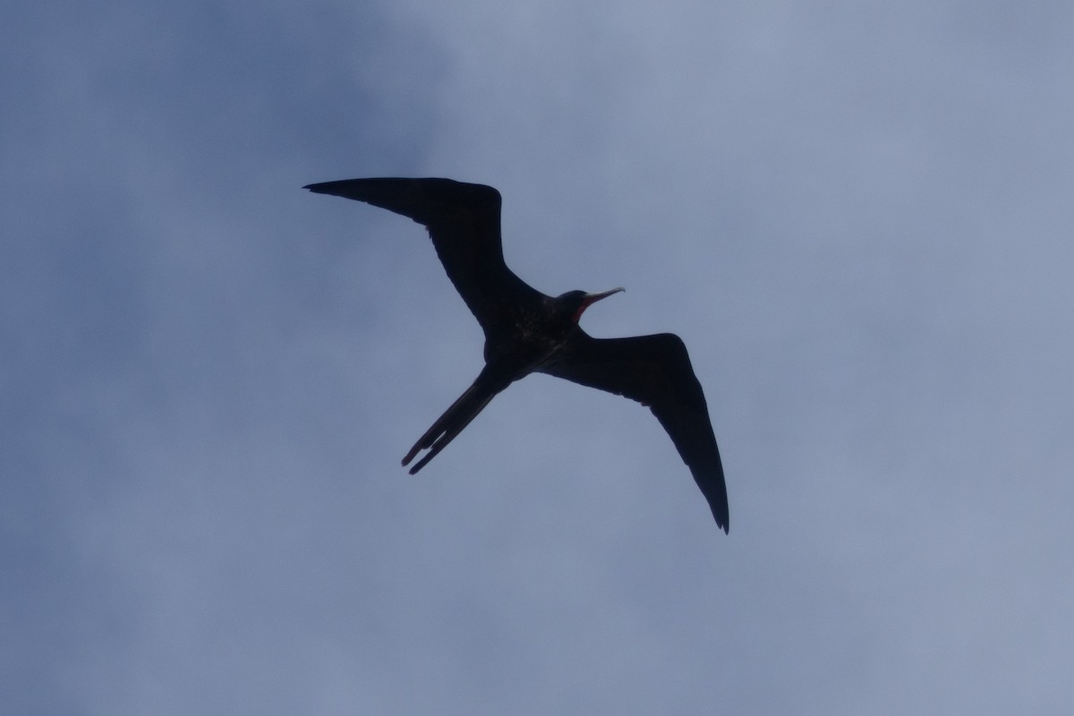 praktfregattfugl - ML646504422