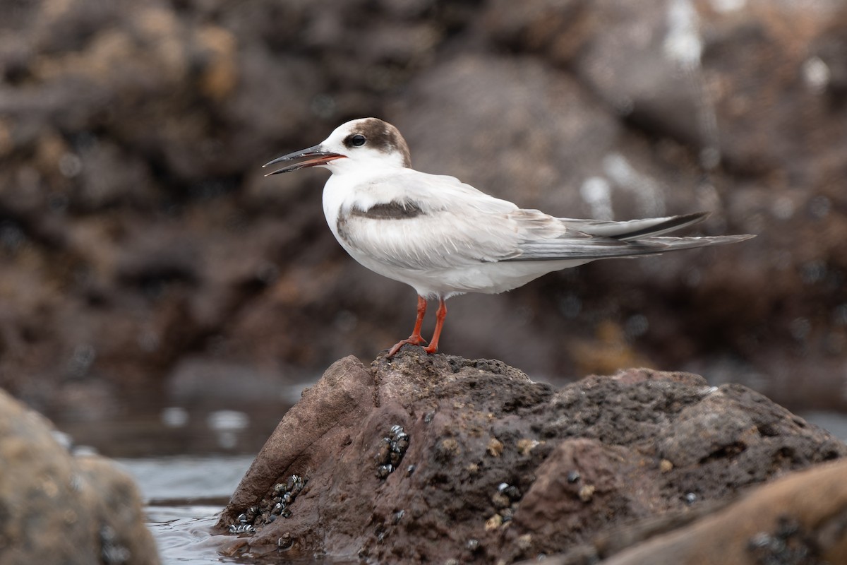 Речная крачка - ML646504423