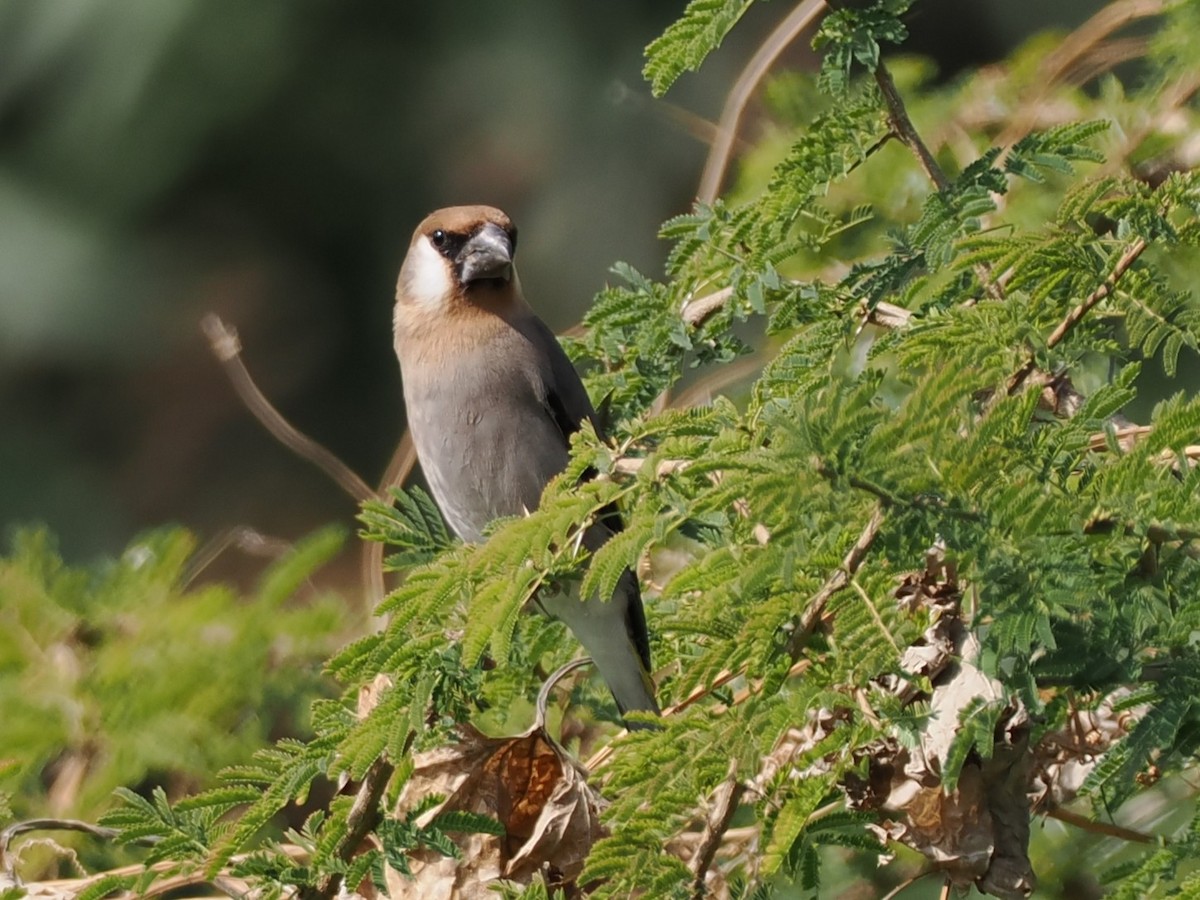 Аравийский вьюрок - ML646504426