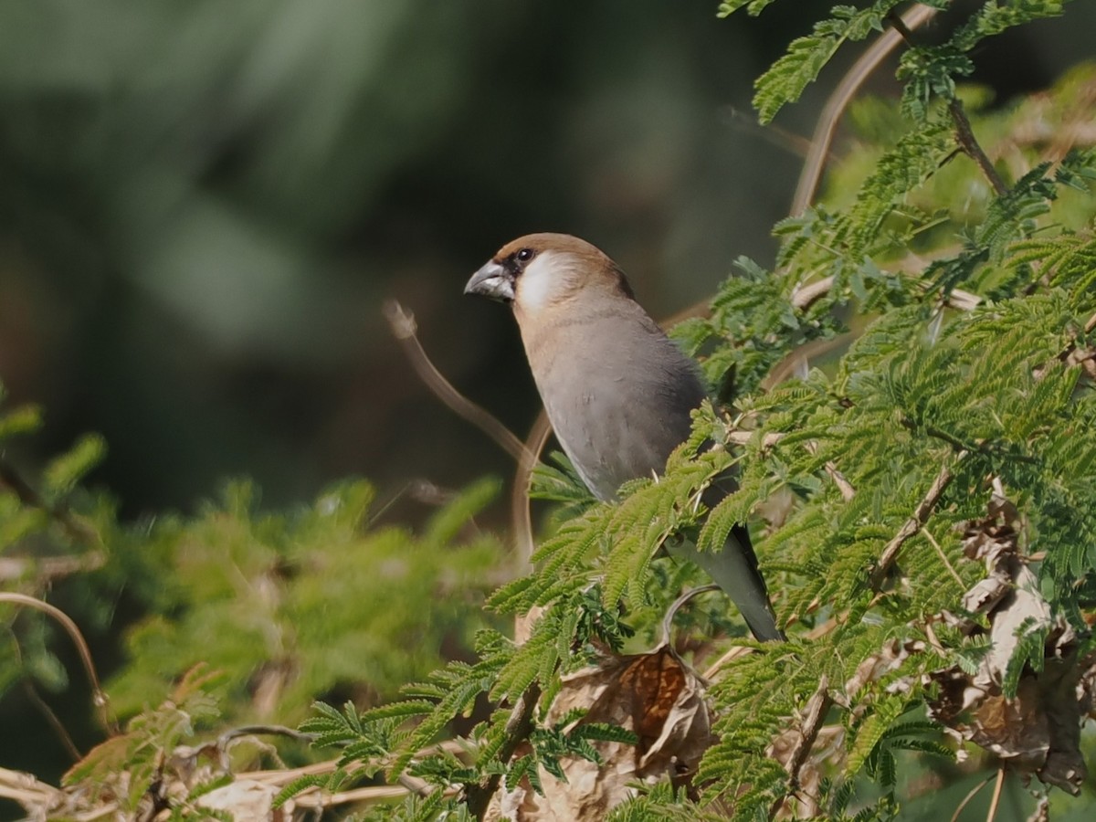 Аравийский вьюрок - ML646504427