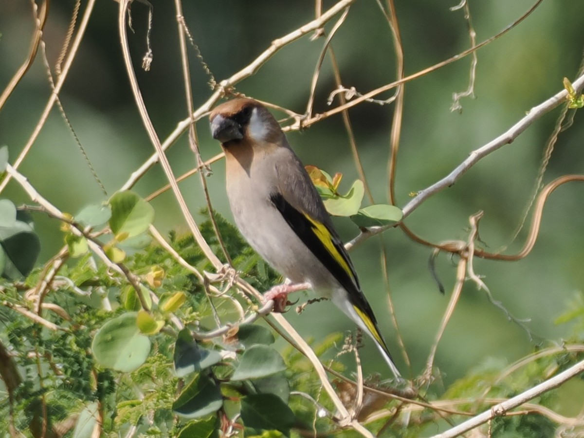 Аравийский вьюрок - ML646504428