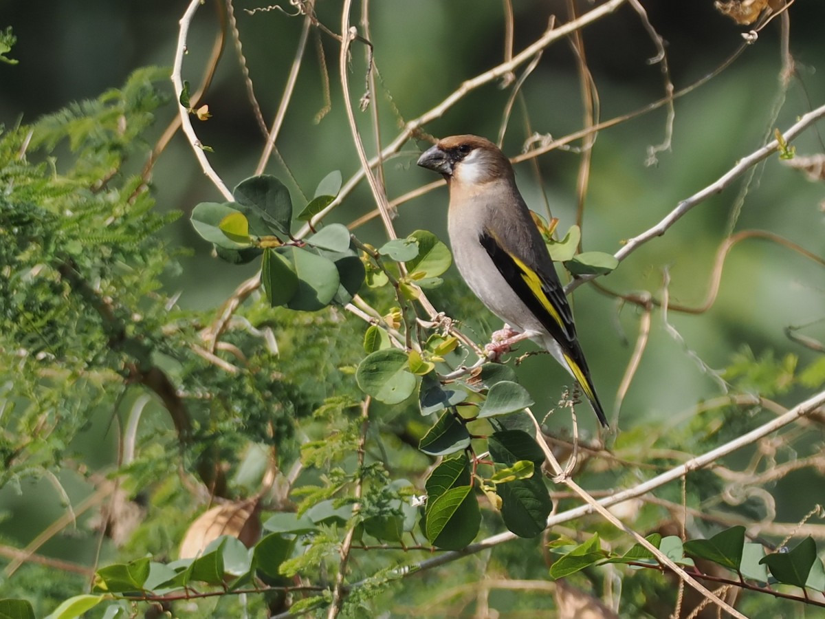 Аравийский вьюрок - ML646504429