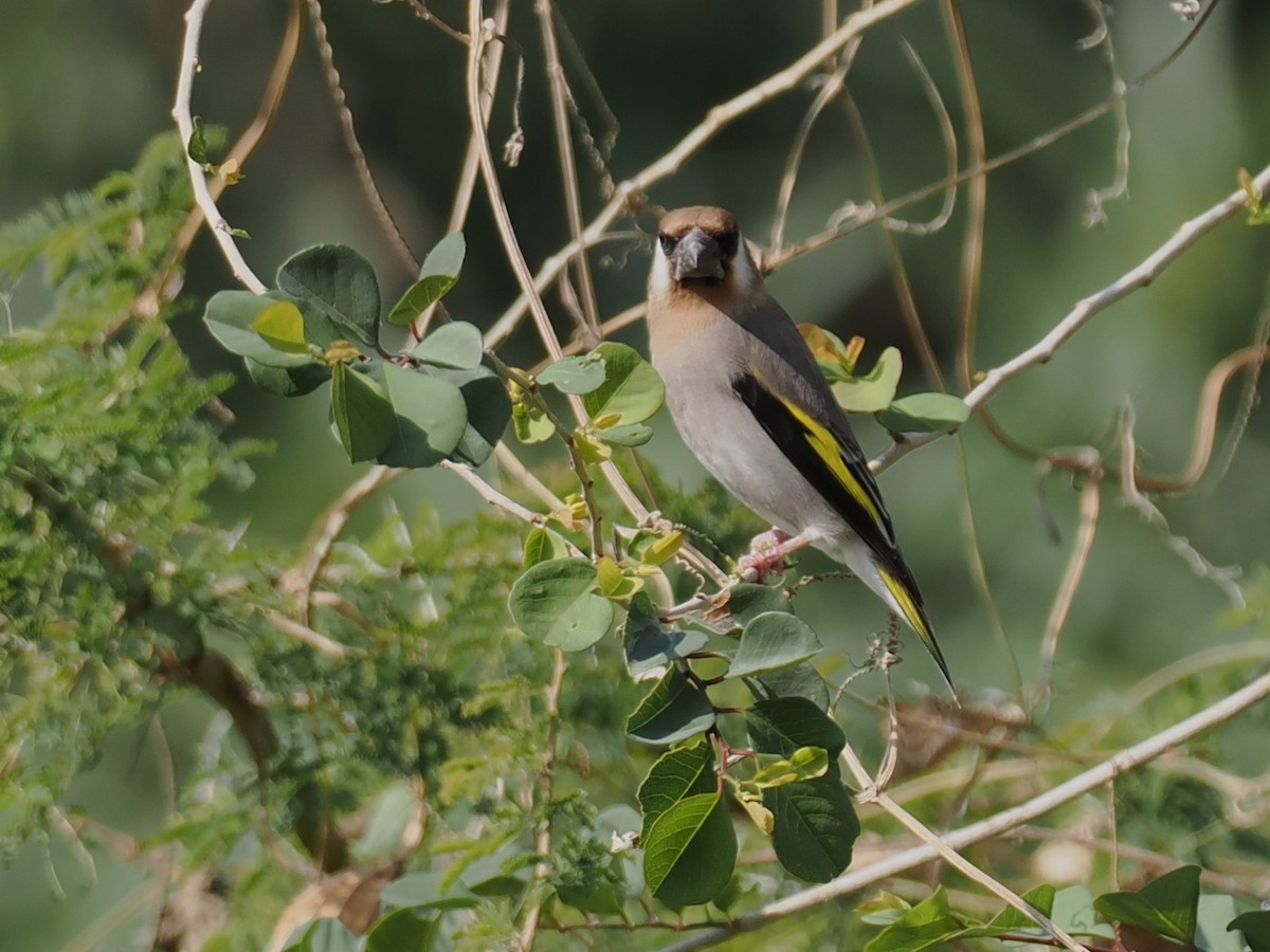 Аравийский вьюрок - ML646504430