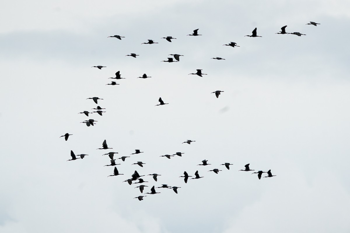 Glossy Ibis - ML646504435
