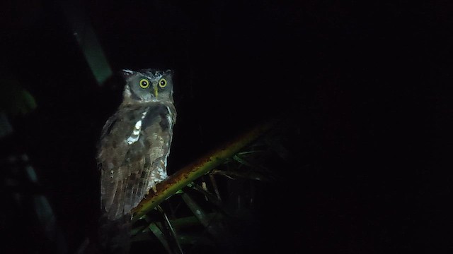 Akun Eagle-Owl - ML646504438