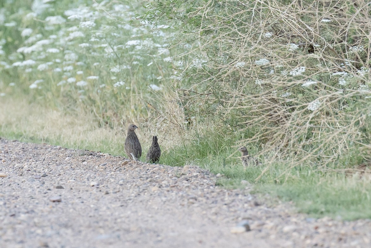 Brown Quail - ML646504440