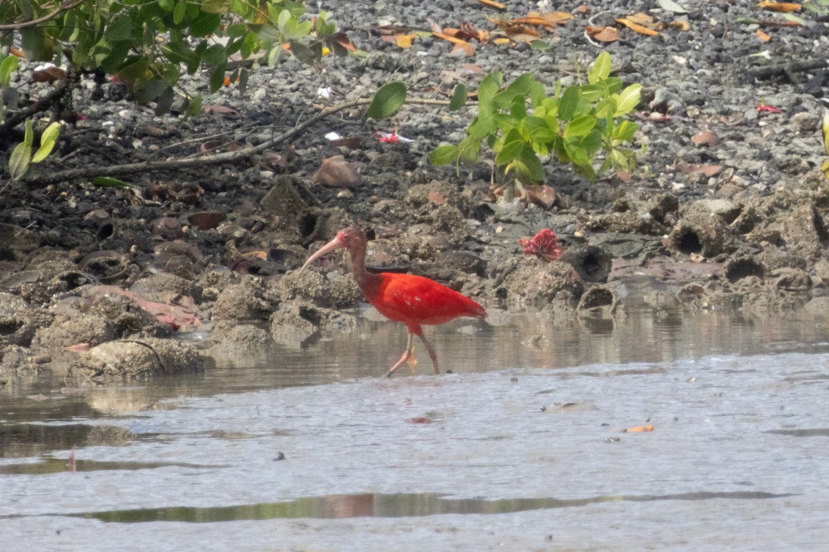 rødibis - ML646504442