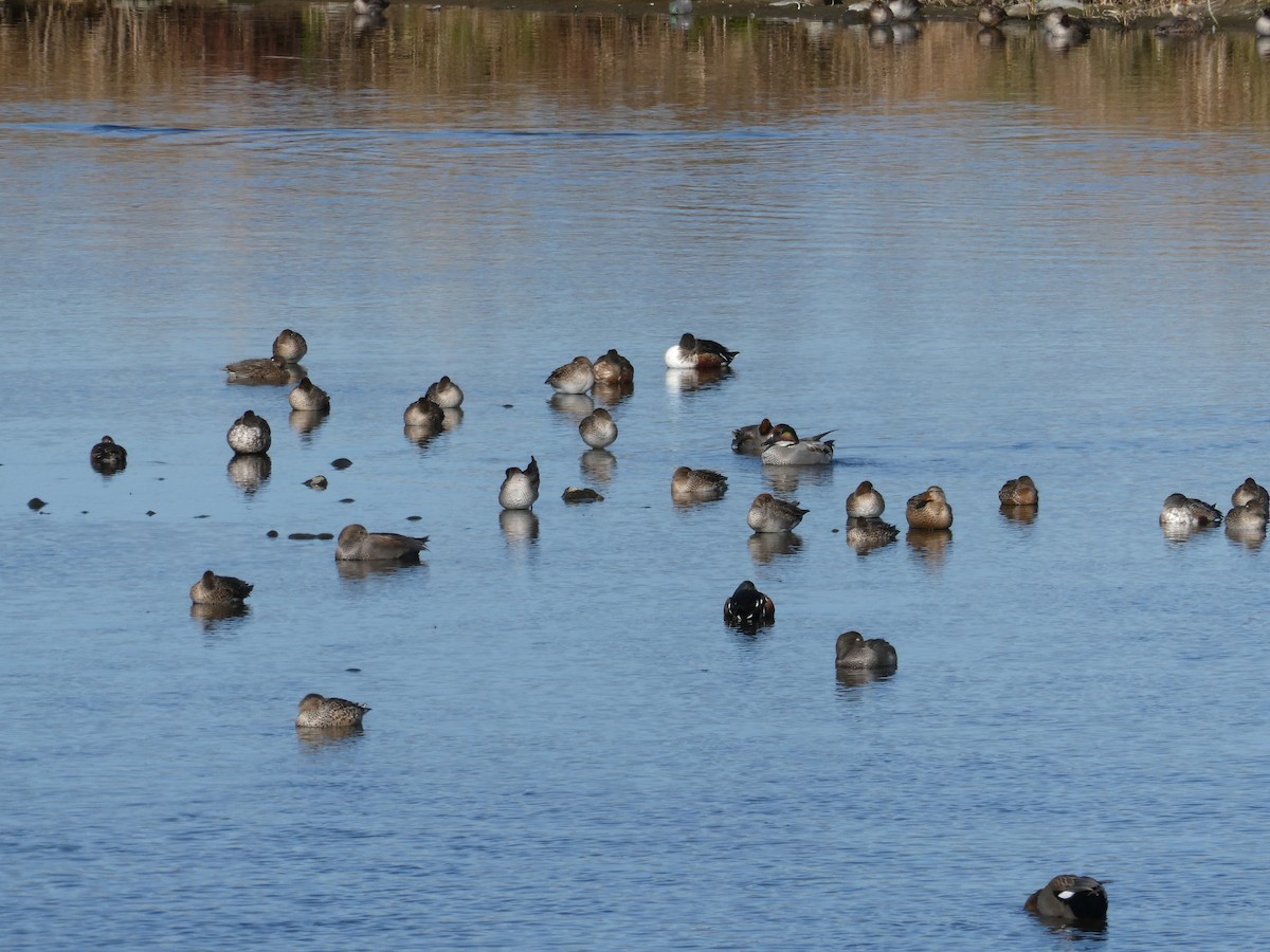 Falcated Duck - ML646504445