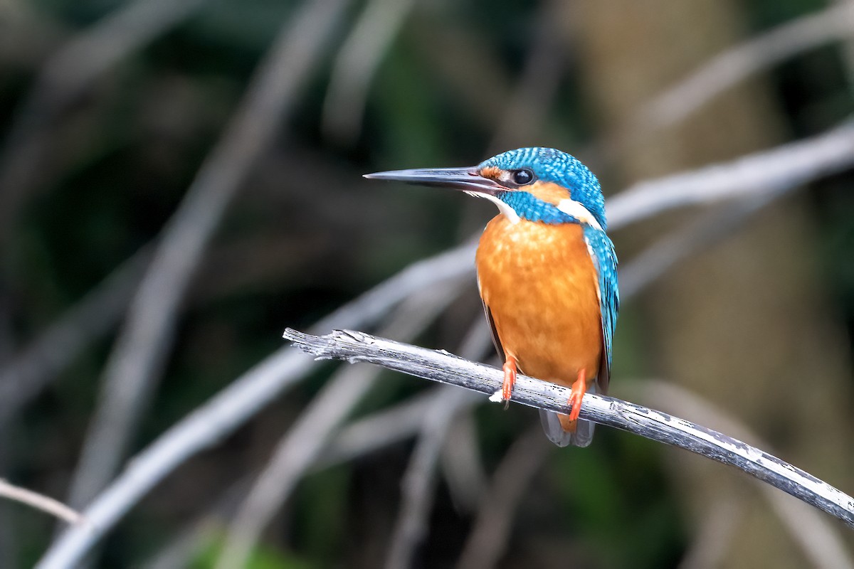 Common Kingfisher - ML646504448