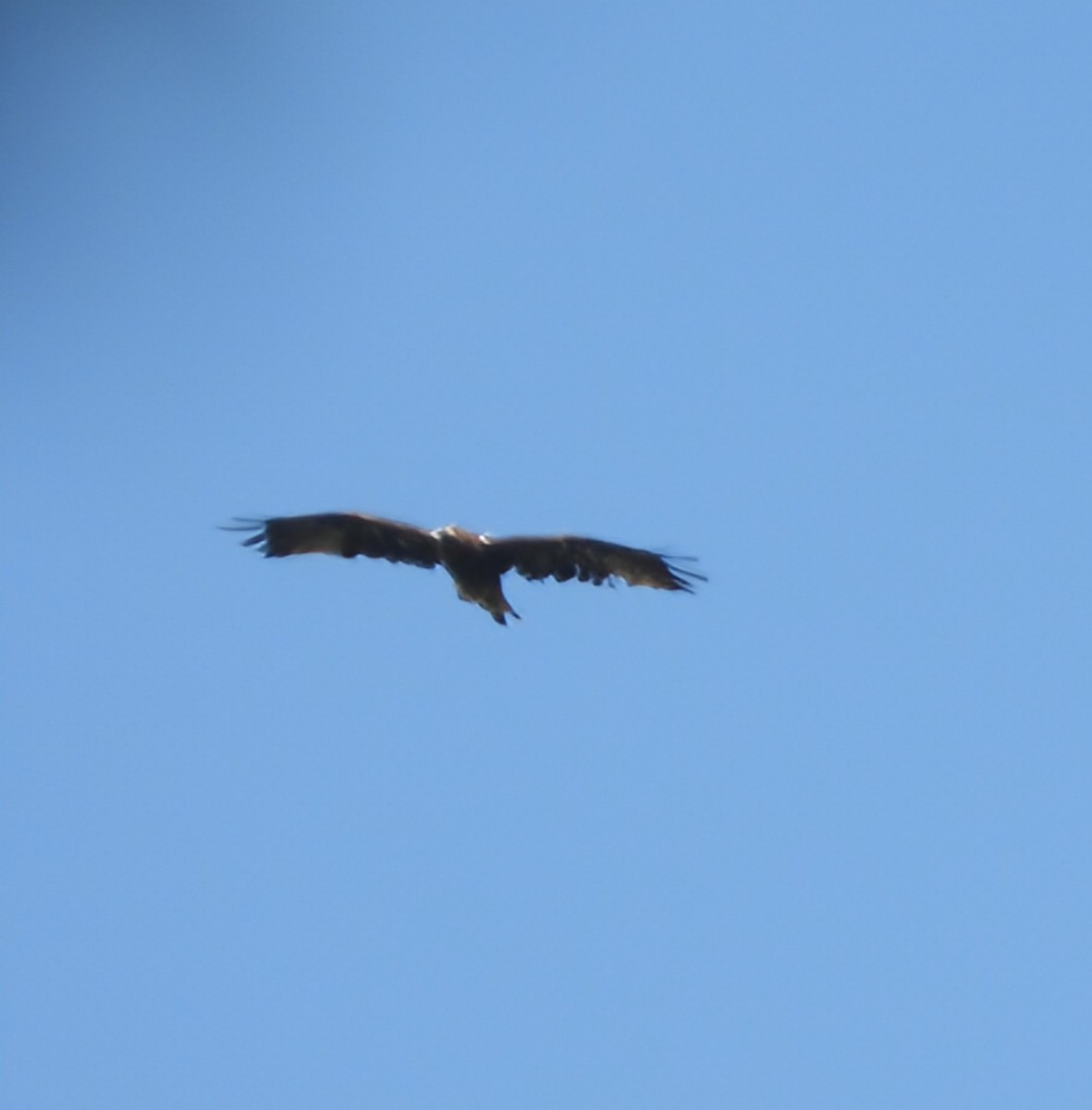 Arrano txikia - ML646504454