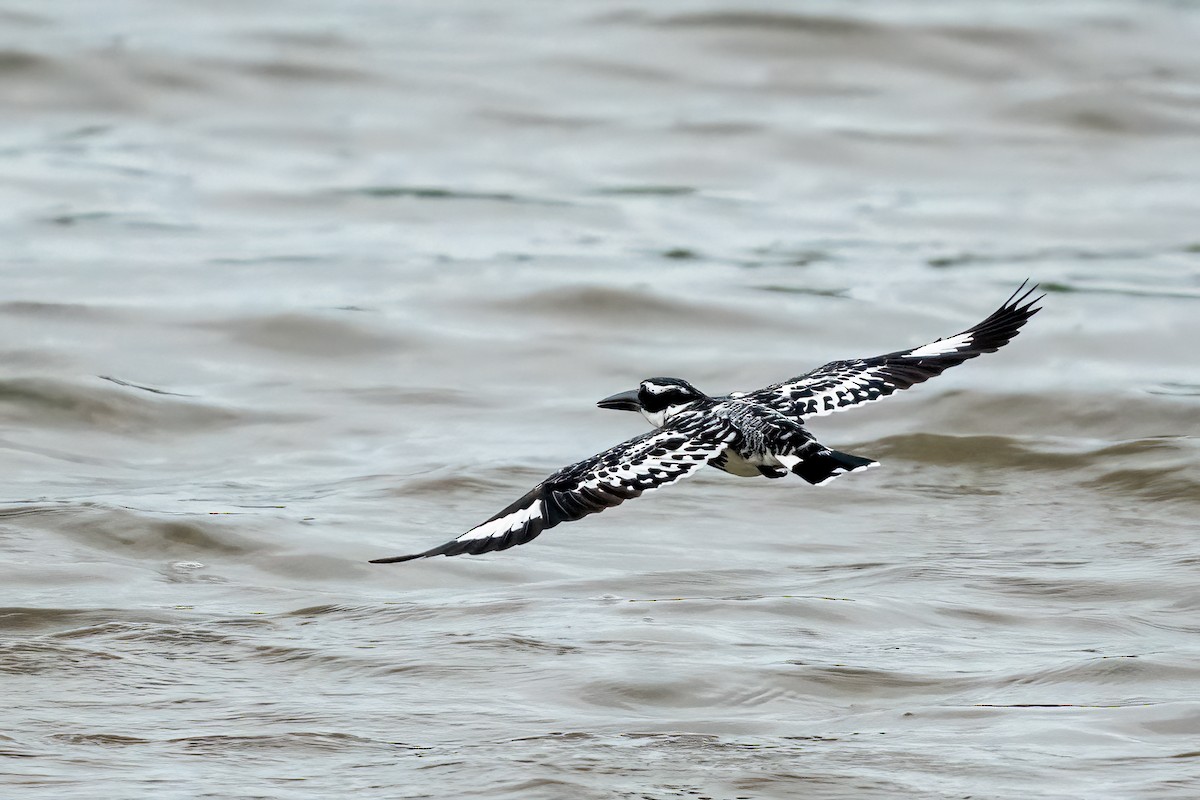 פרפור עקוד - ML646504456