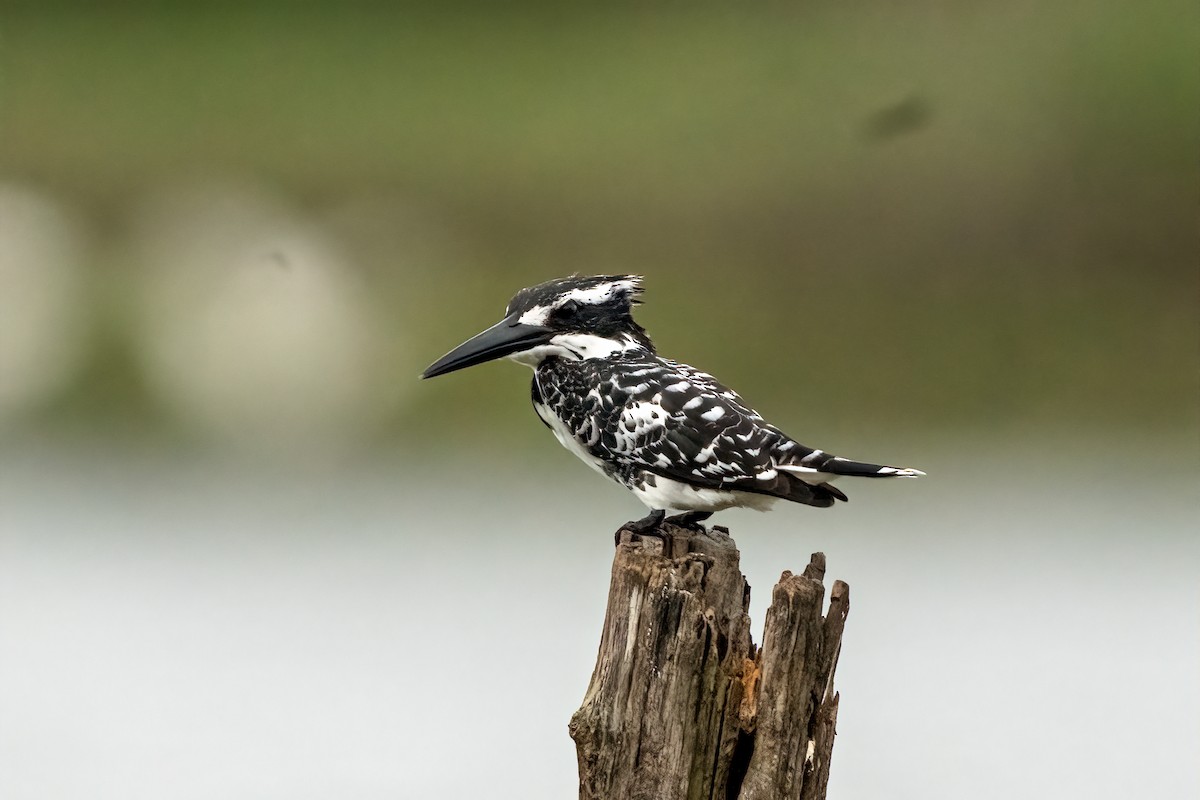 פרפור עקוד - ML646504457