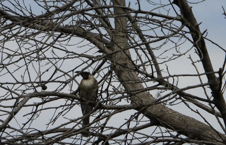 Bağırgan Keşişkuşu - ML646504458