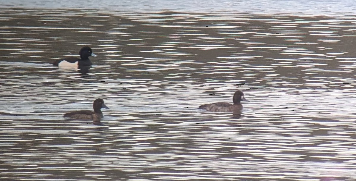 Lesser Scaup - ML646504460