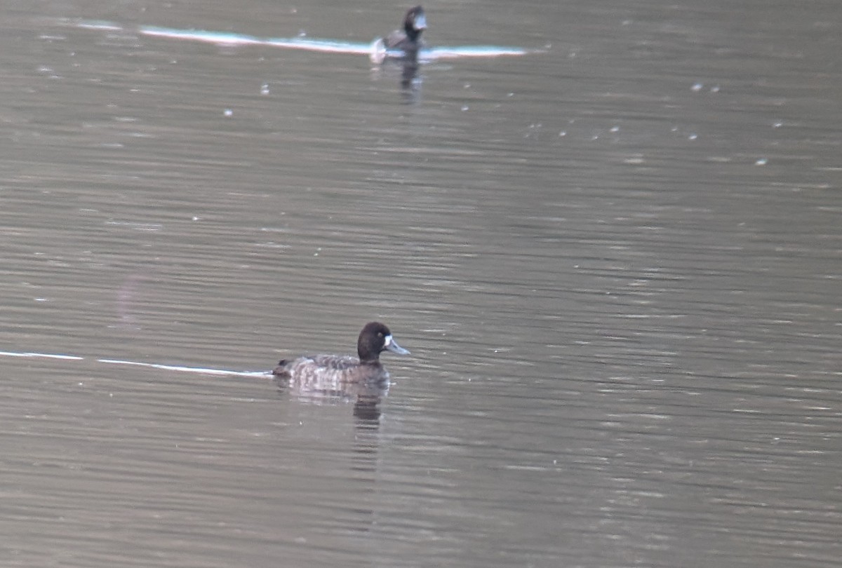 Lesser Scaup - ML646504461