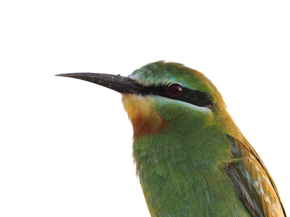 Зелёная щурка - ML646504464