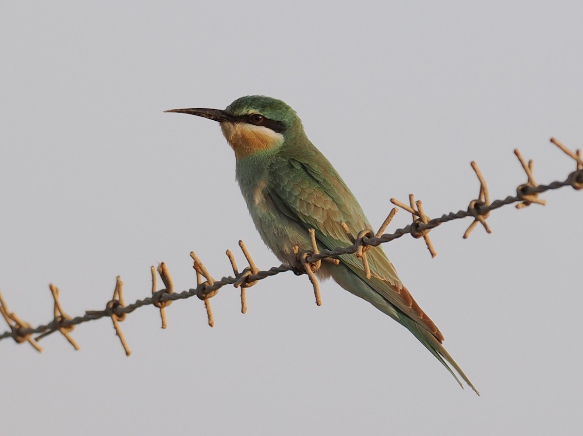 Зелёная щурка - ML646504465