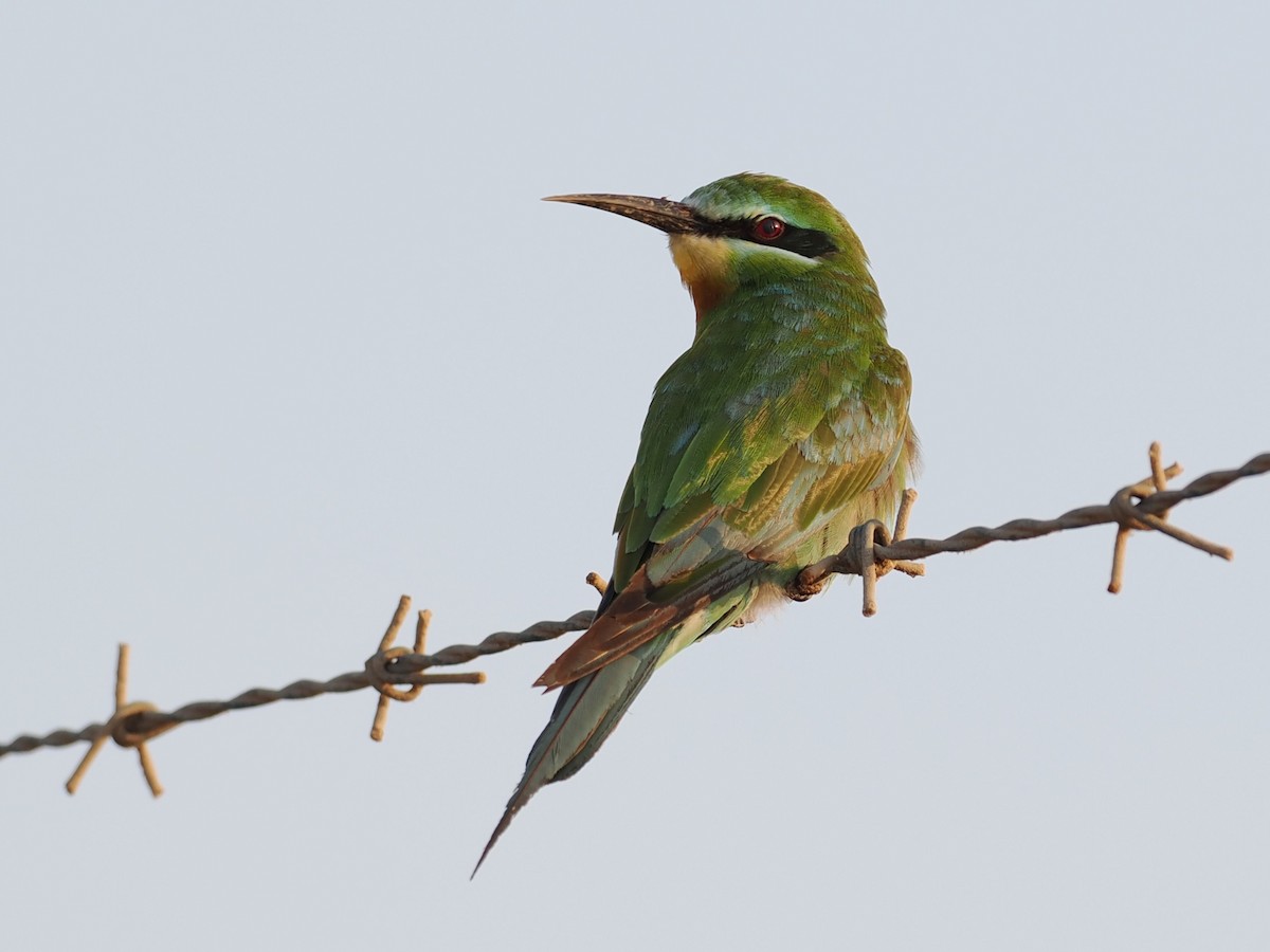 Зелёная щурка - ML646504466