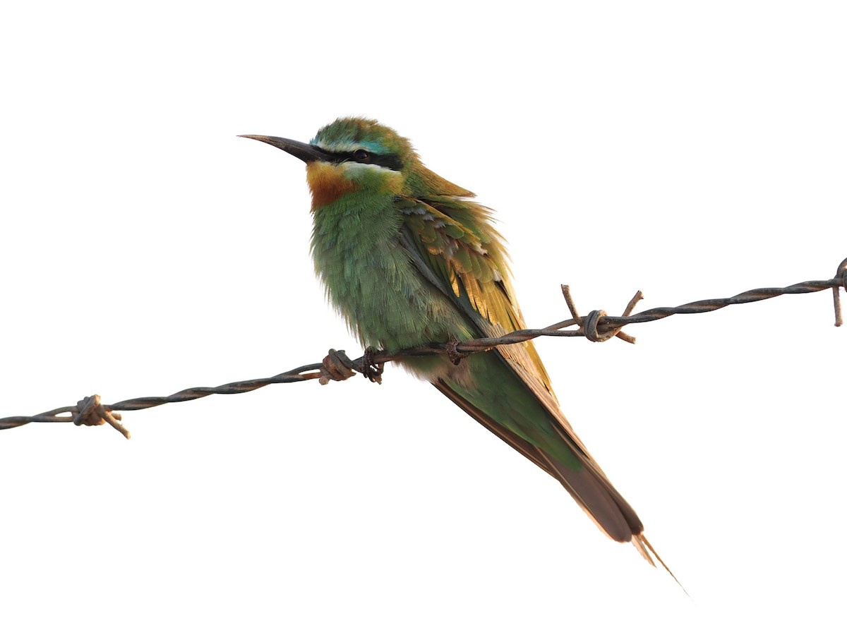 Зелёная щурка - ML646504467