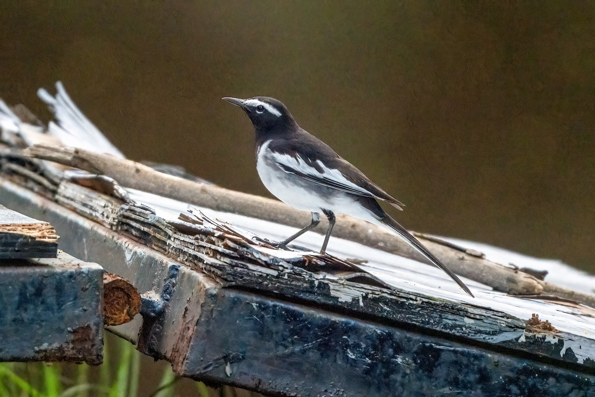 White-browed Wagtail - ML646504468