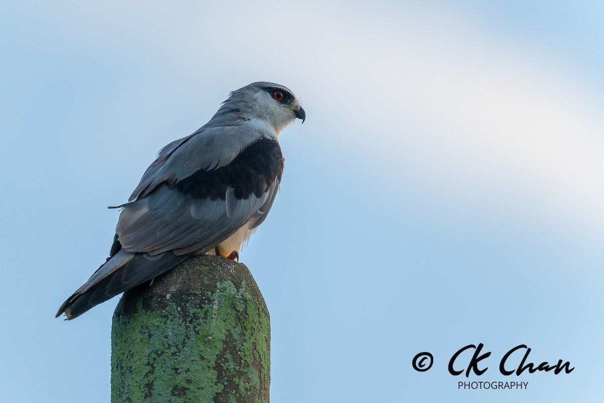 luněc šedý - ML646504471