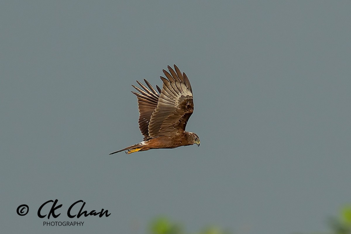 østsivhauk - ML646504474