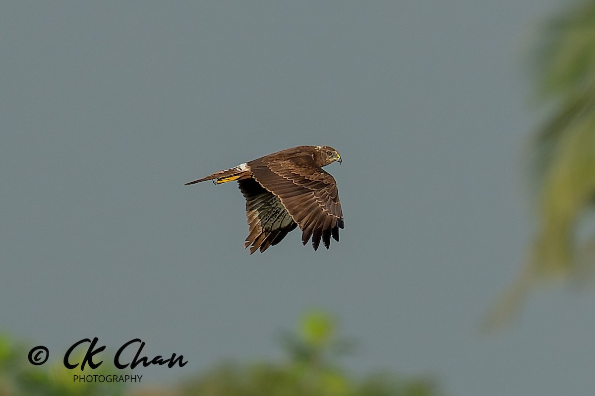 østsivhauk - ML646504475