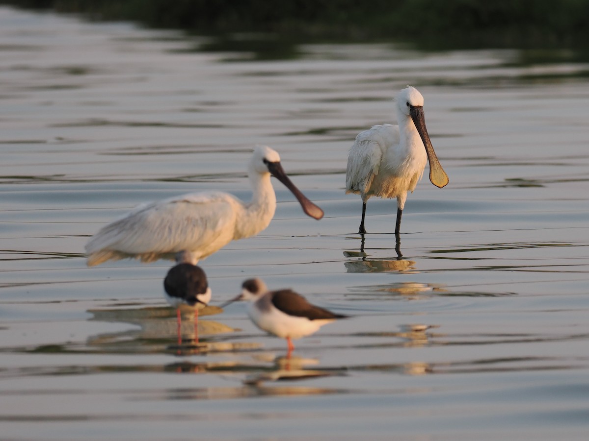 Колпица - ML646504476