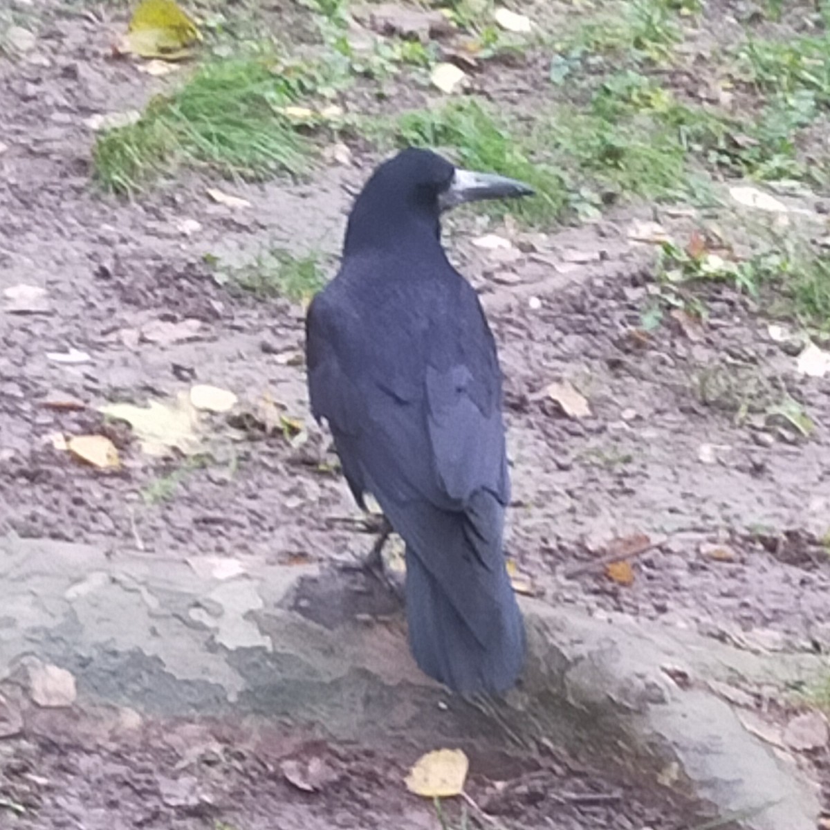 禿鼻鴉 - ML646504477