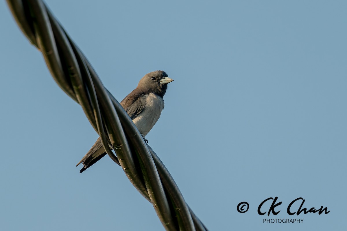 lasolet bělobřichý - ML646504478