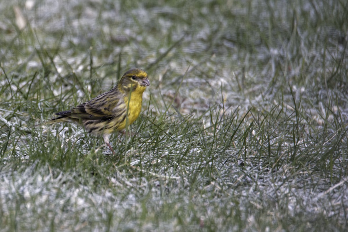 Serín Verdecillo - ML646504479