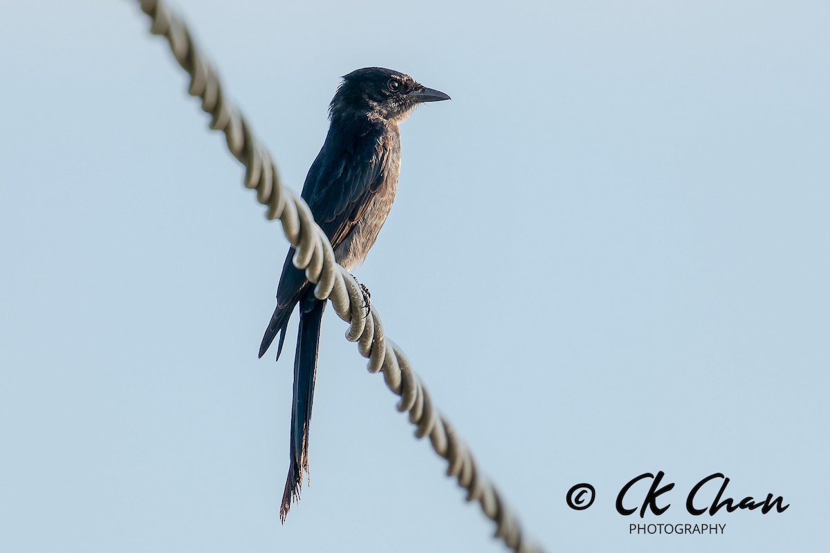 drongo černý - ML646504480