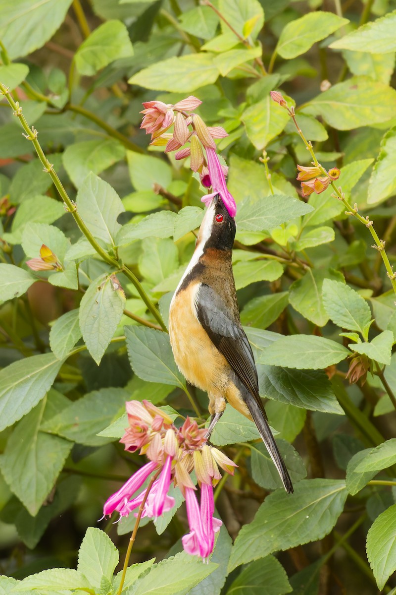 Eastern Spinebill - ML646504482