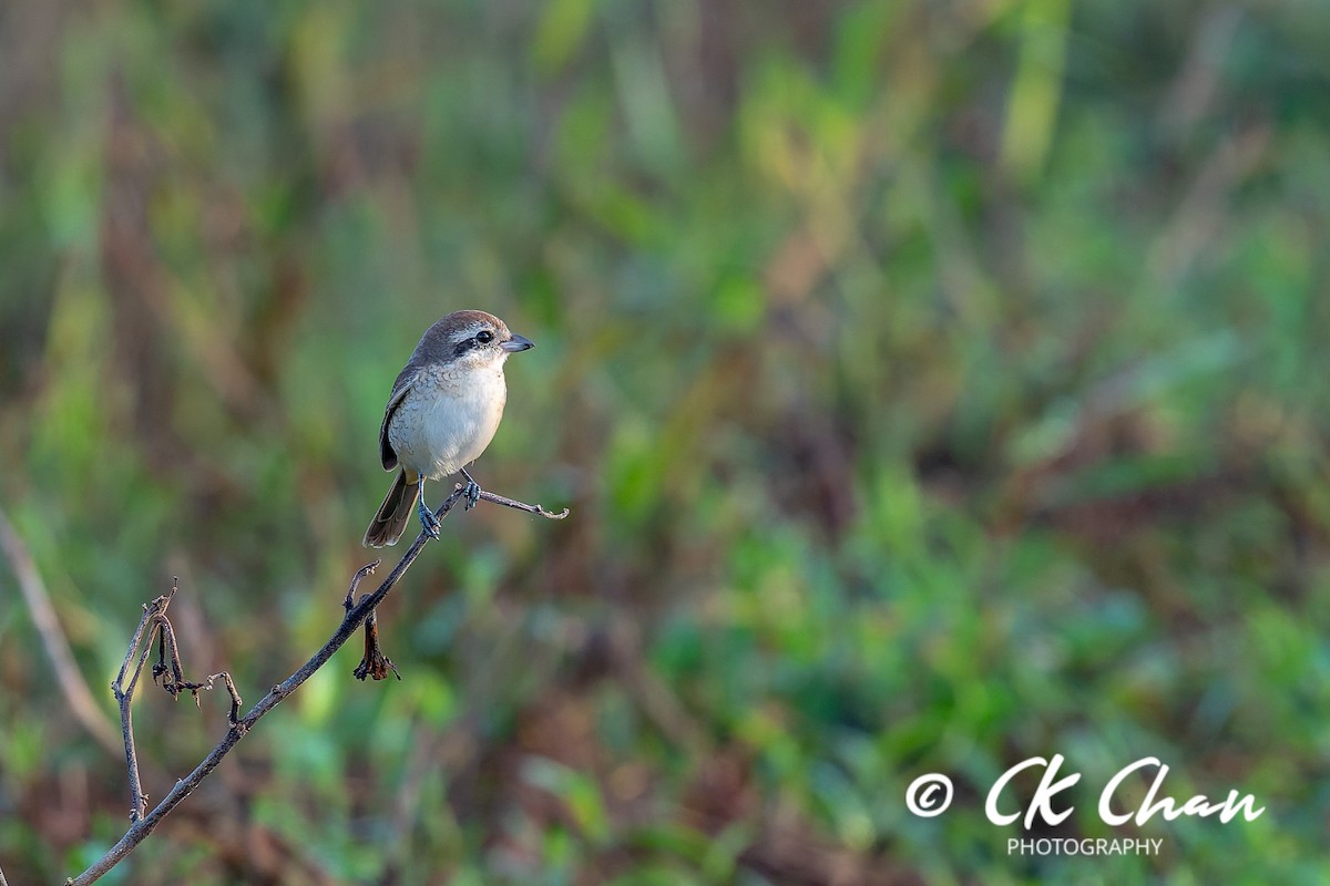 ťuhýk hnědý - ML646504483