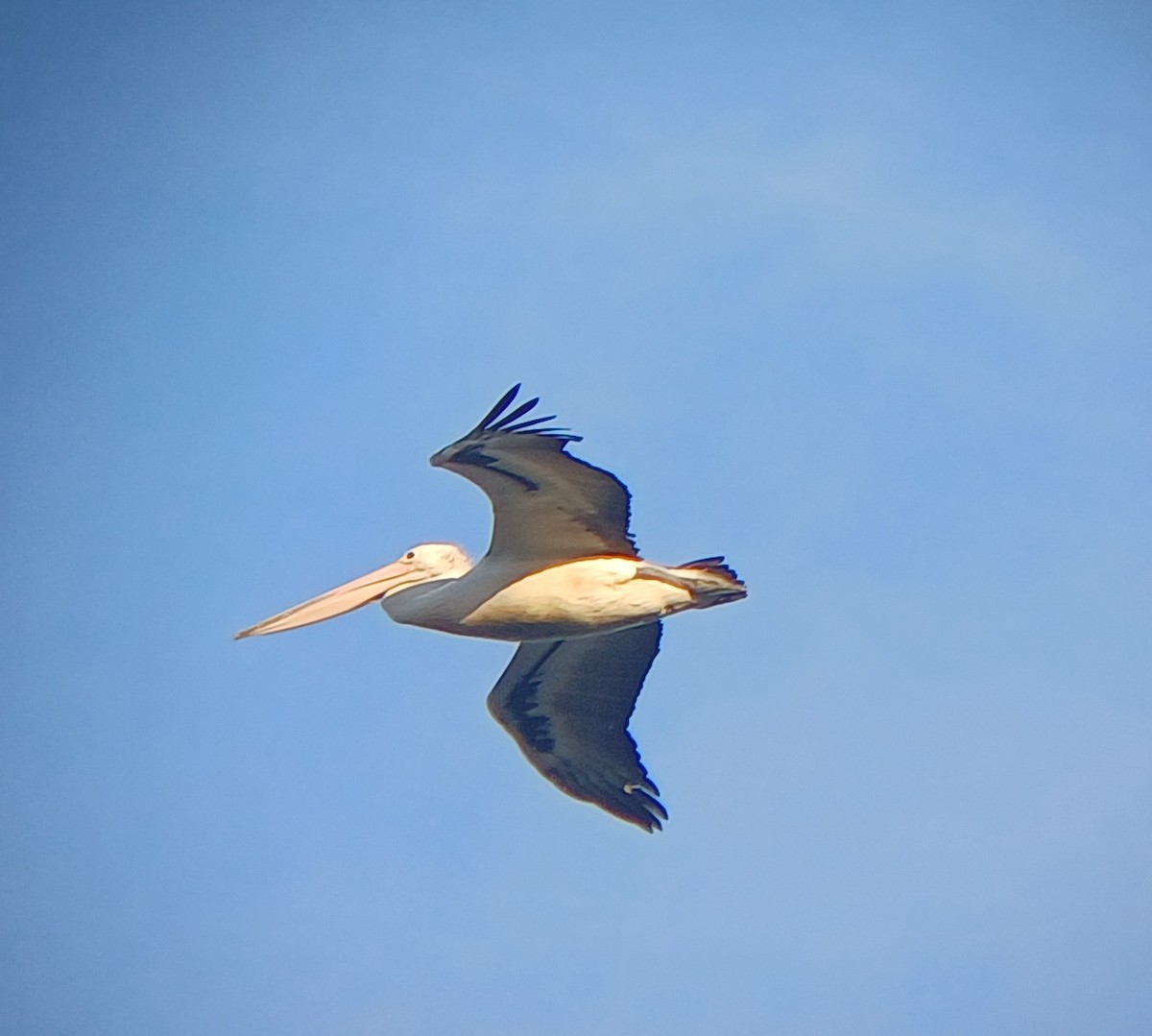 Pélican à lunettes - ML646504485