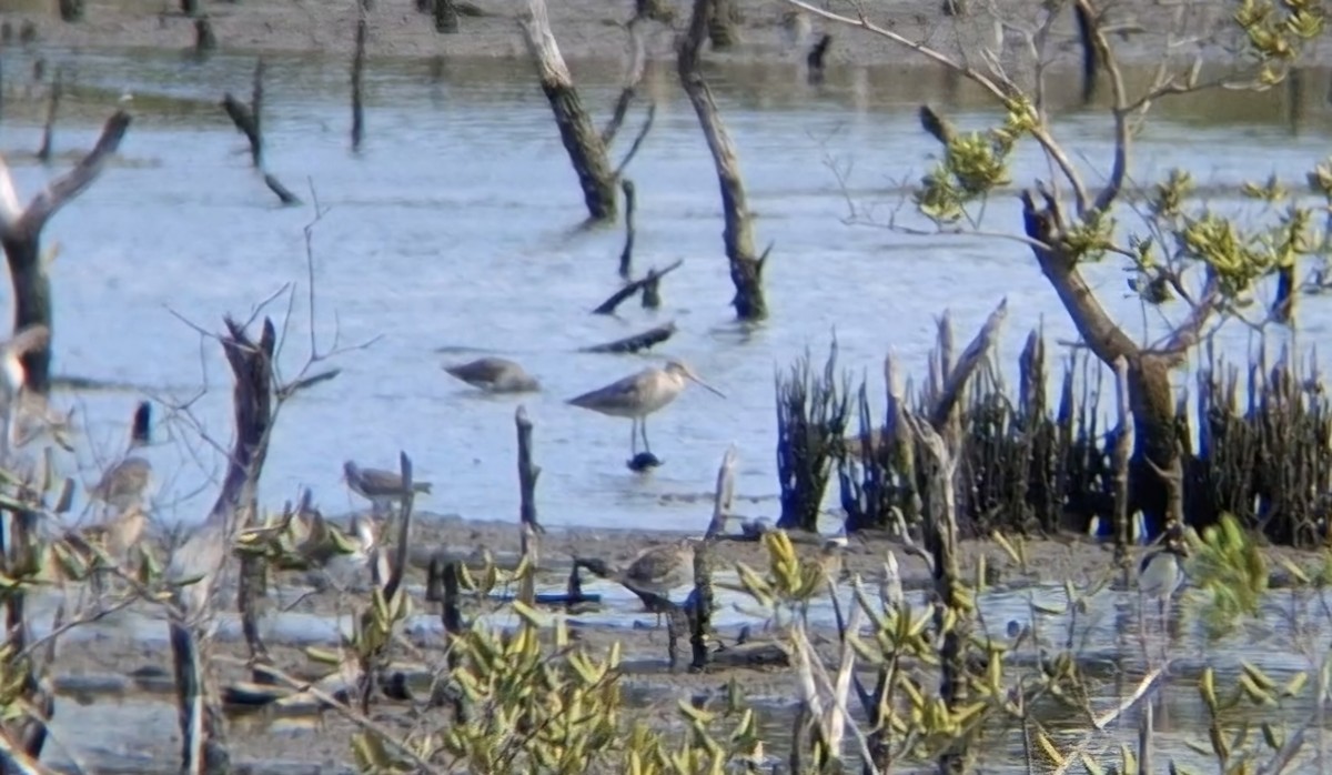 Bar-tailed Godwit - ML646504487