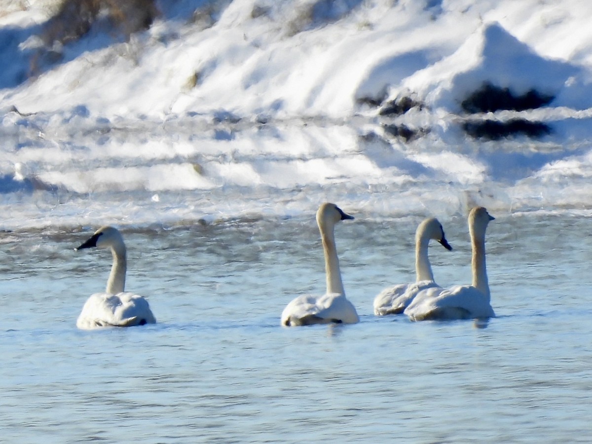 Trumpeter Swan - ML646504488