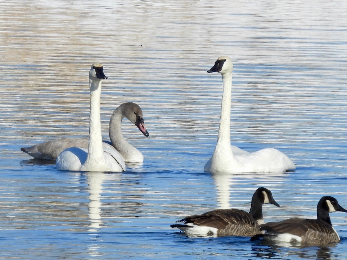 Trumpeter Swan - ML646504489