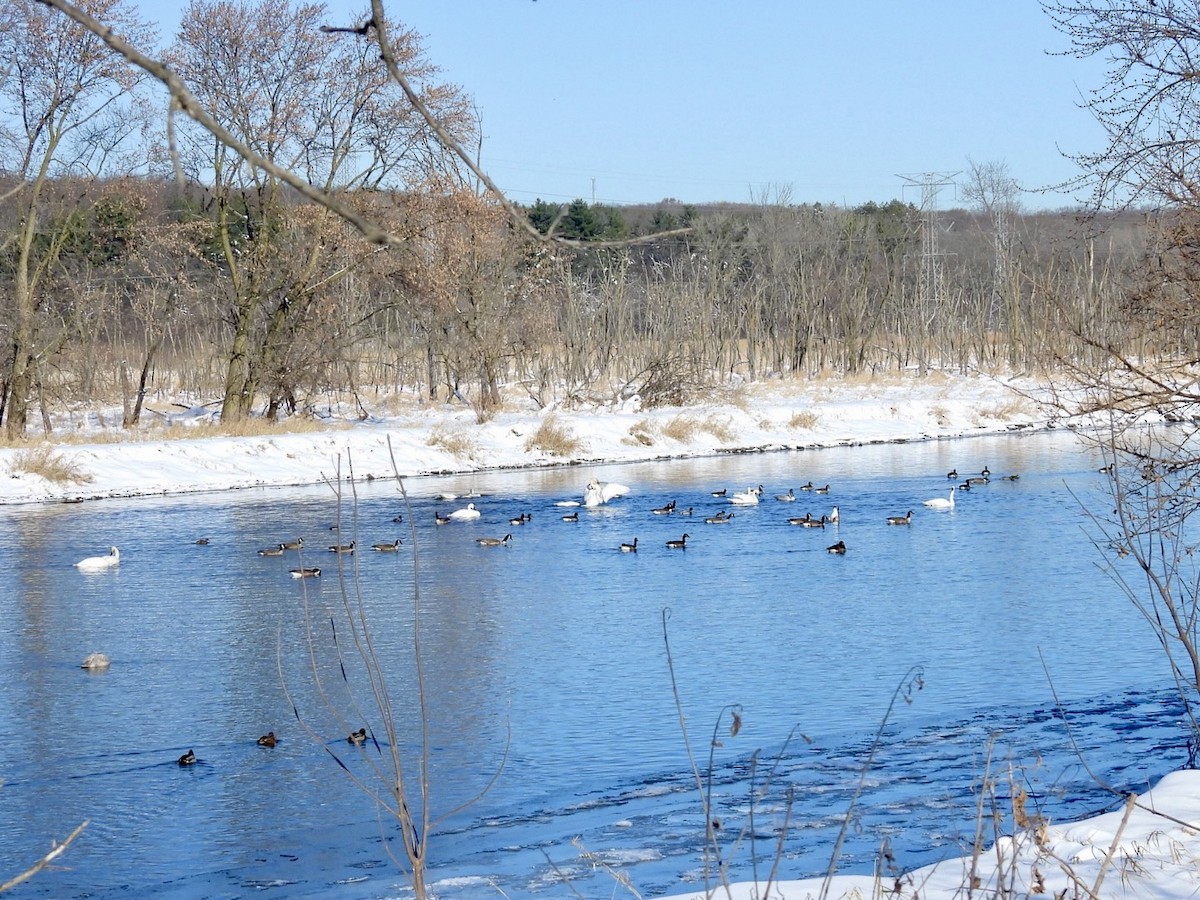 Trumpeter Swan - ML646504490