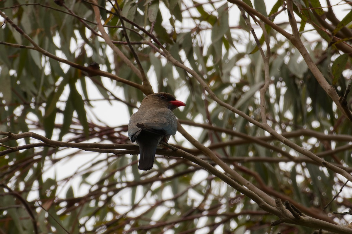 Dollarbird - ML646504492