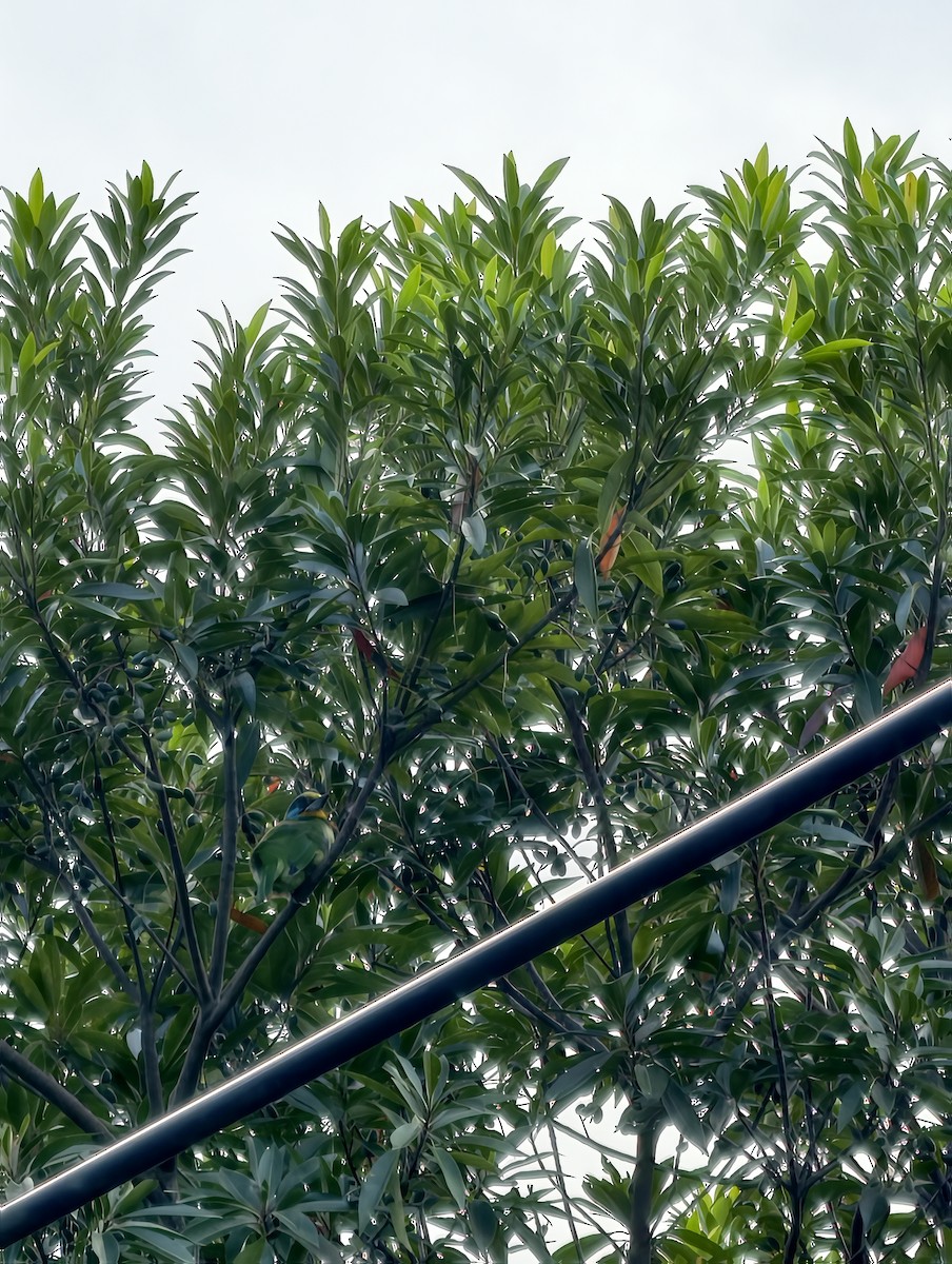 Taiwan Barbet - ML646504493