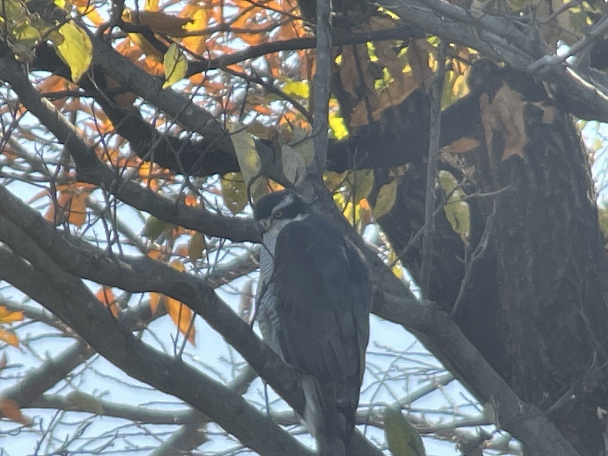 Eurasian Goshawk - ML646504495