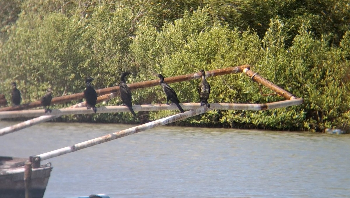 Indian Cormorant - ML646504501