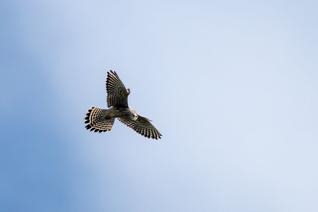 Eurasian Kestrel - ML646504503