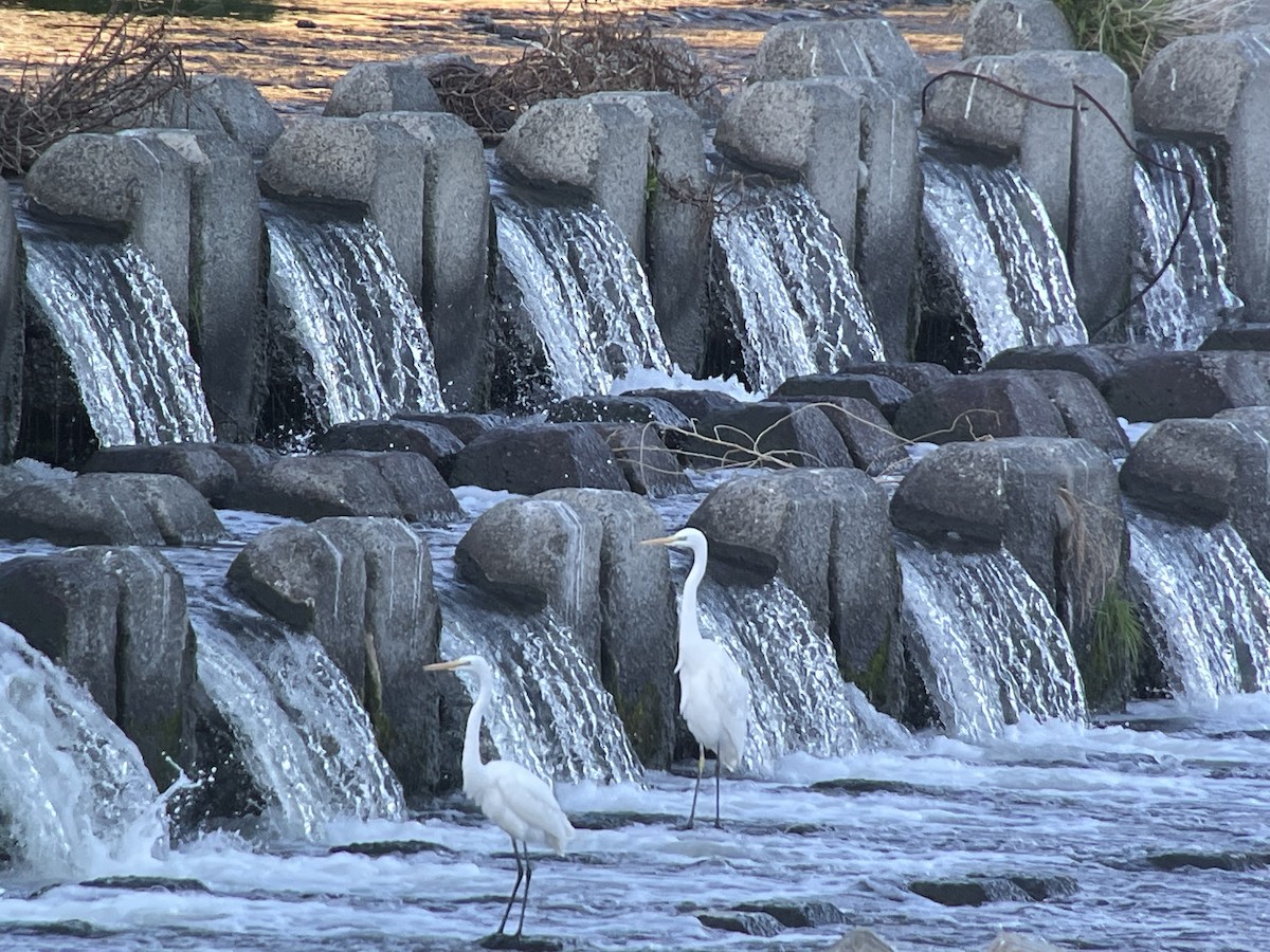 ダイサギ - ML646504504