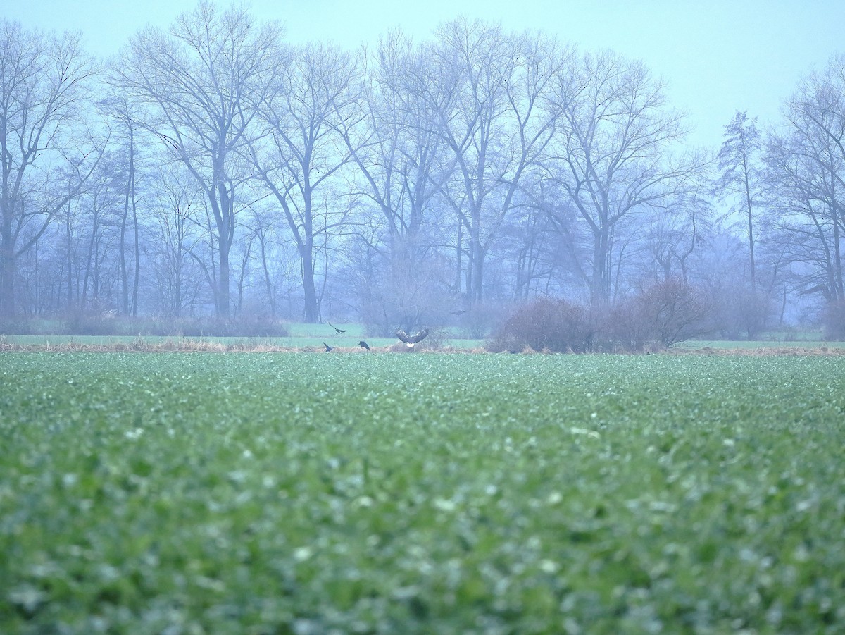 White-tailed Eagle - ML646504507